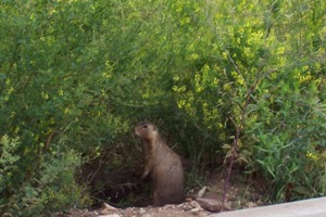 A prarie dog poses for the camera in Angel Fire, NM